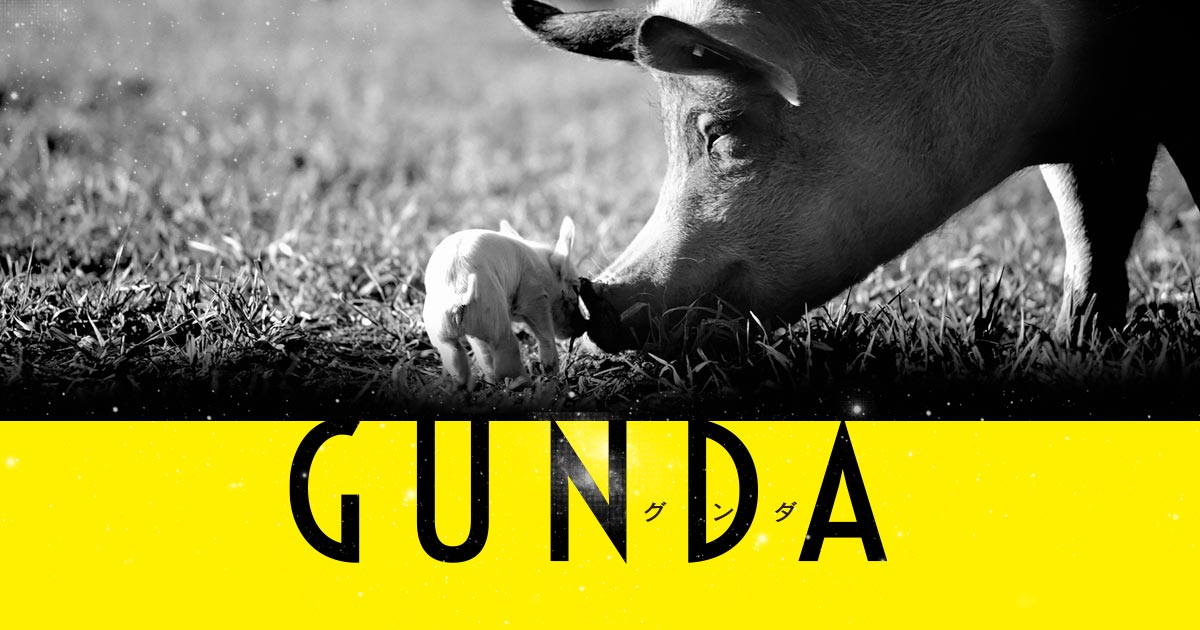 映画『GUNDA／グンダ』オフィシャルサイト